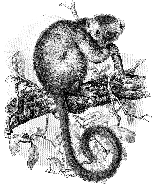 Other Animals